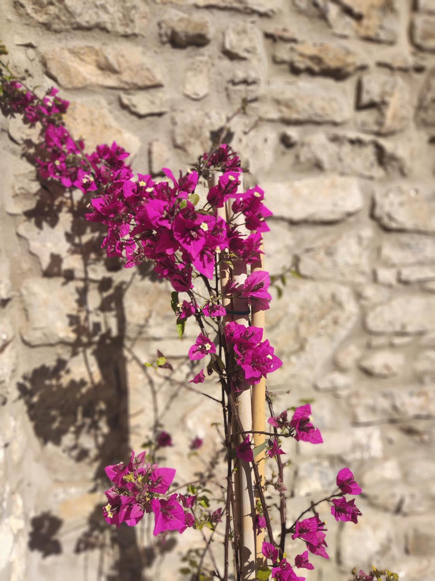 Pyrgi Cretan Living & Spa Pirgos  エクステリア 写真